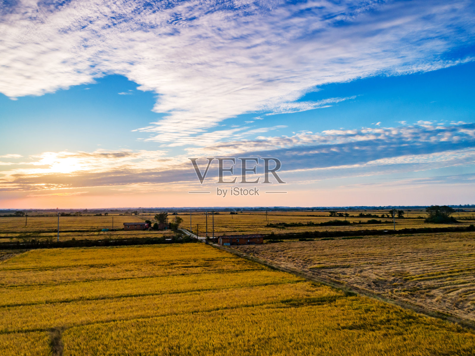 美丽的夕阳金色稻田照片摄影图片