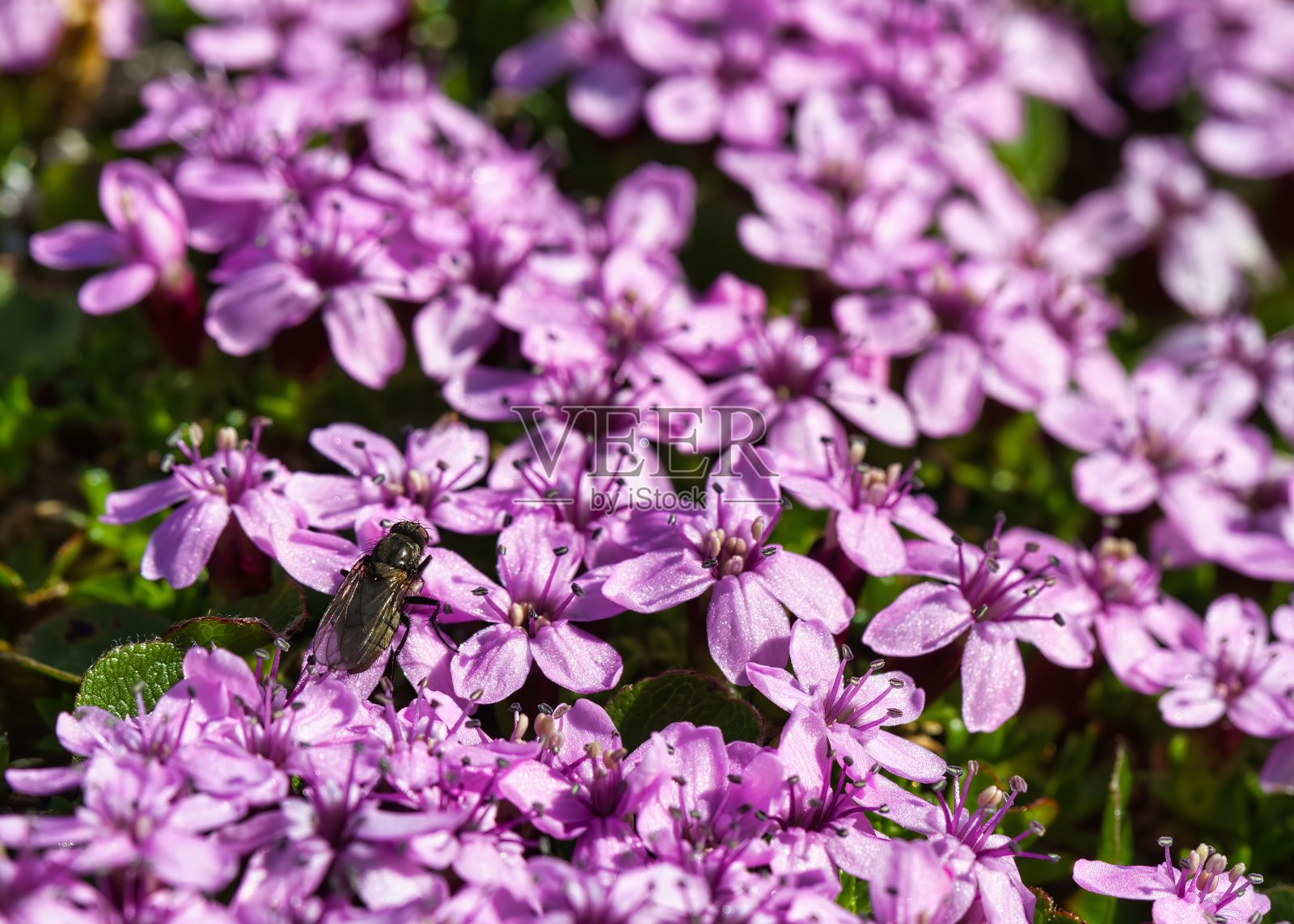 Silene acculis苔，campion或坐垫粉红色的花照片摄影图片