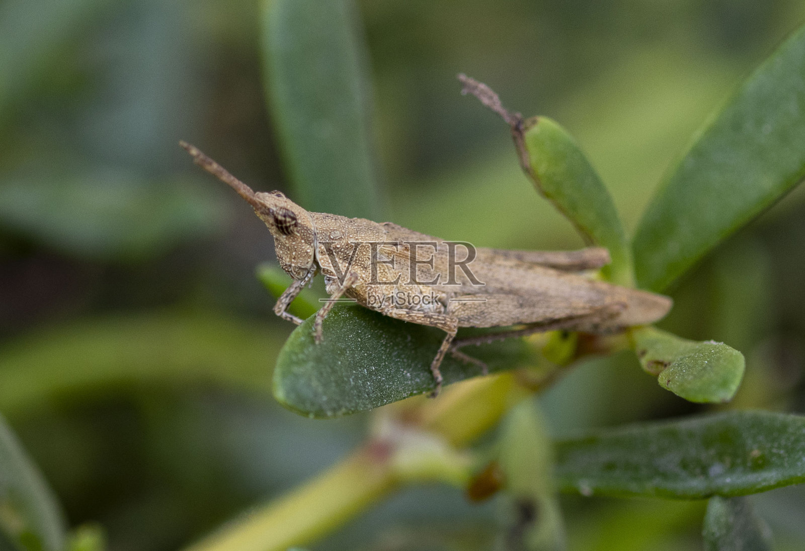 跳线照片摄影图片