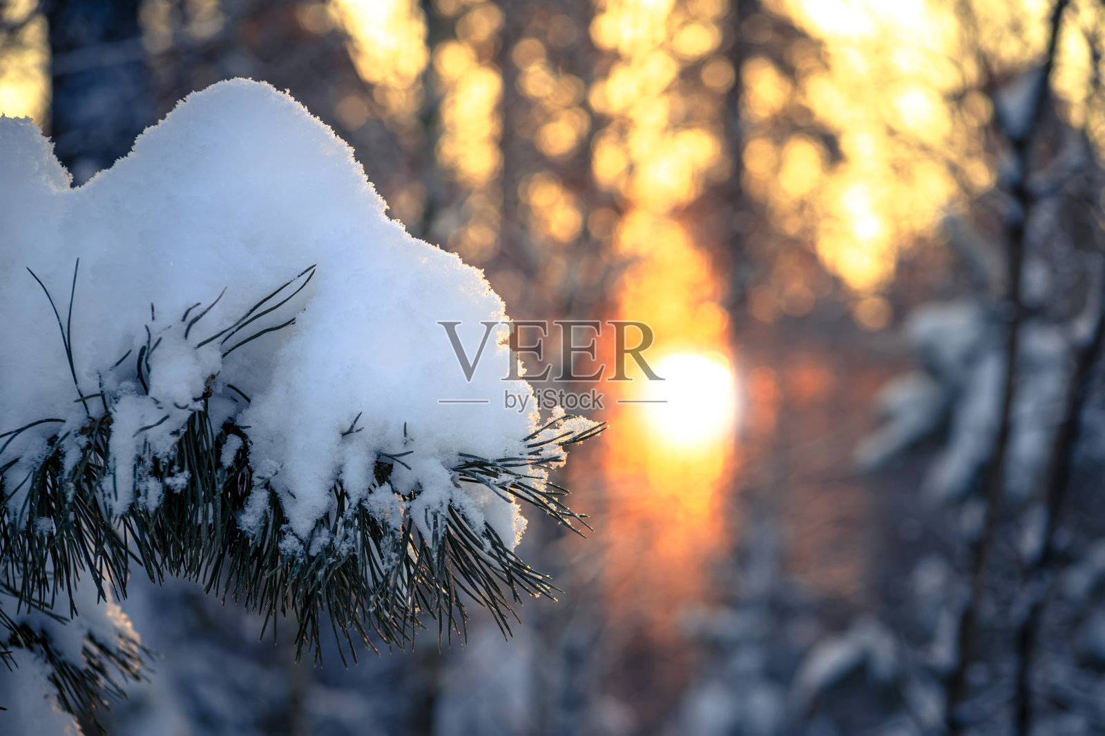 日出在树林之间的树木株在冬季。冬日森林的早晨。照片摄影图片