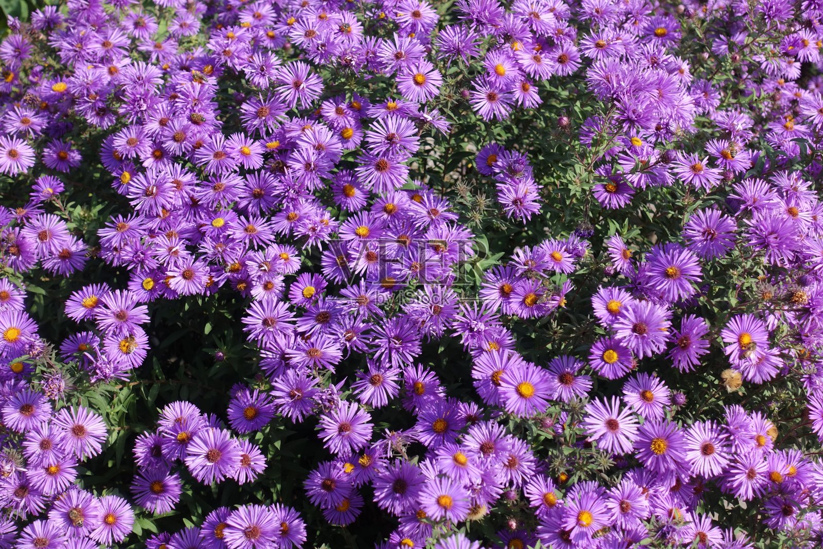 10月新英合欢紫花与蜜蜂的丰度照片摄影图片