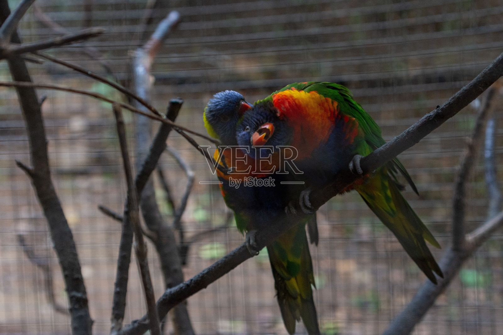 一对可爱的彩色洛里尼鸟栖息在树枝上照片摄影图片