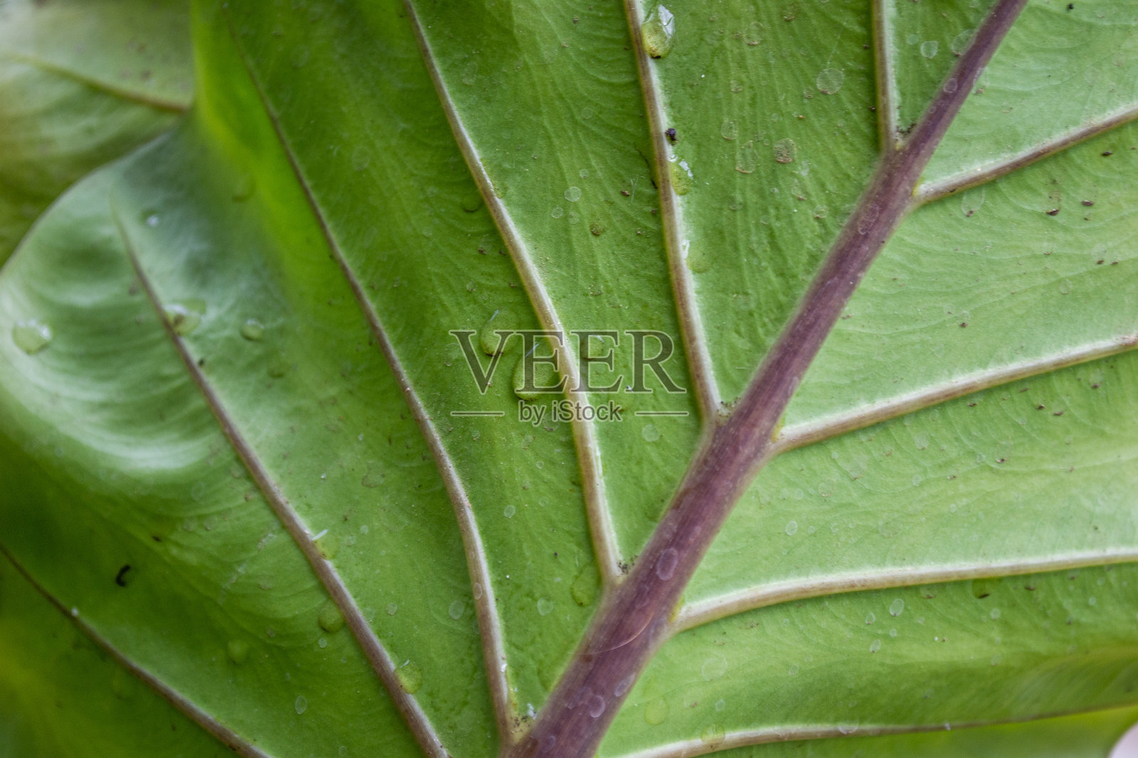 盆栽植物上五颜六色的绿叶特写照片摄影图片
