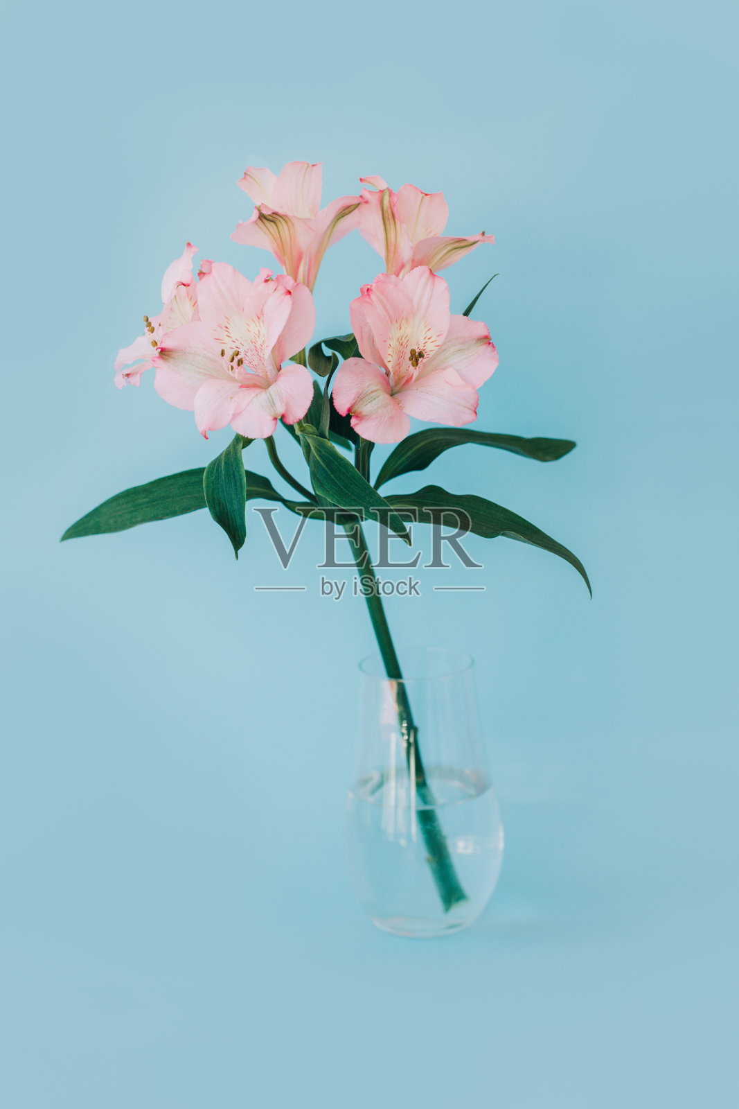 蓝色粉彩背景上的花瓶里装着美丽的粉色仙花。照片摄影图片