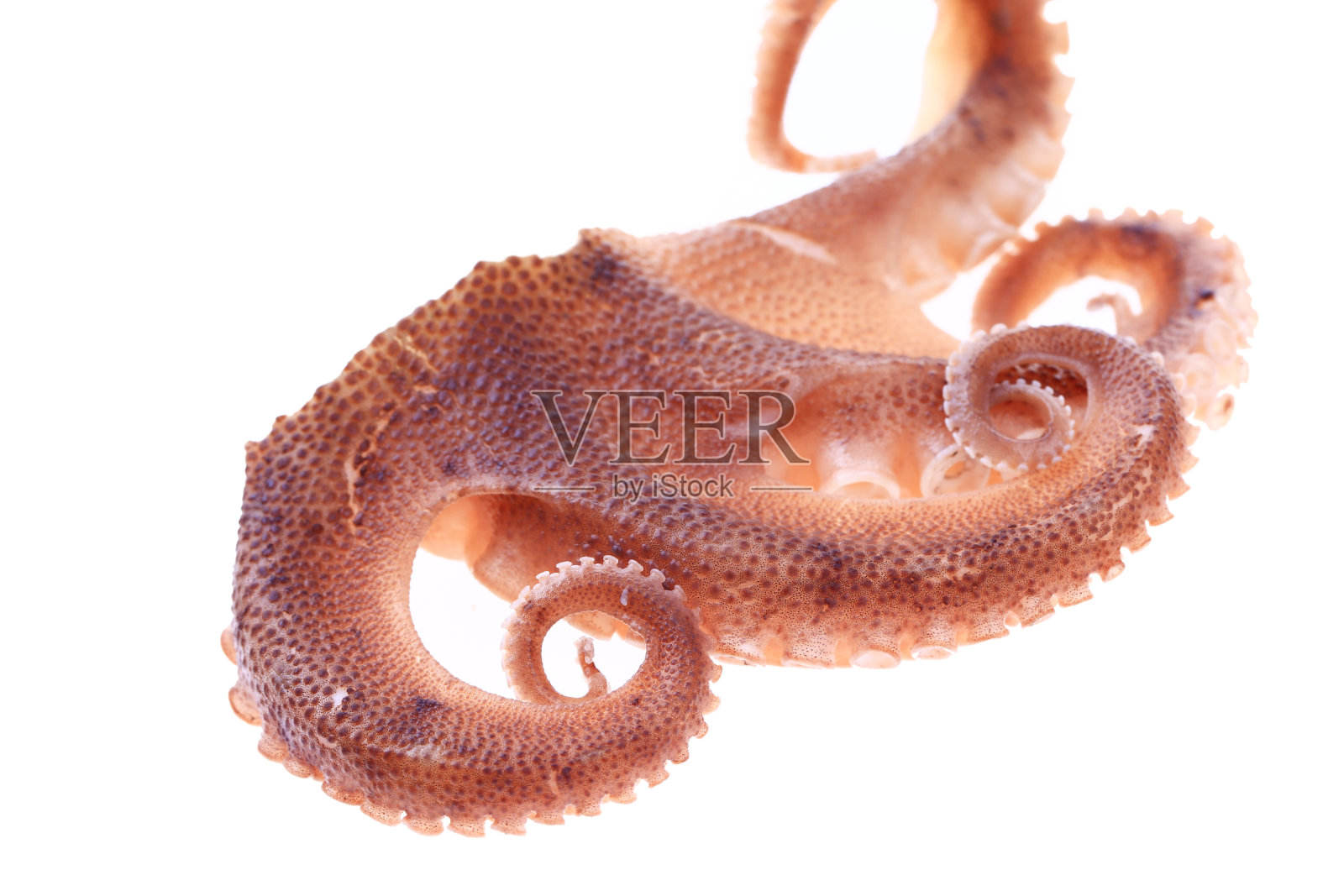 白色背景上的章鱼照片摄影图片