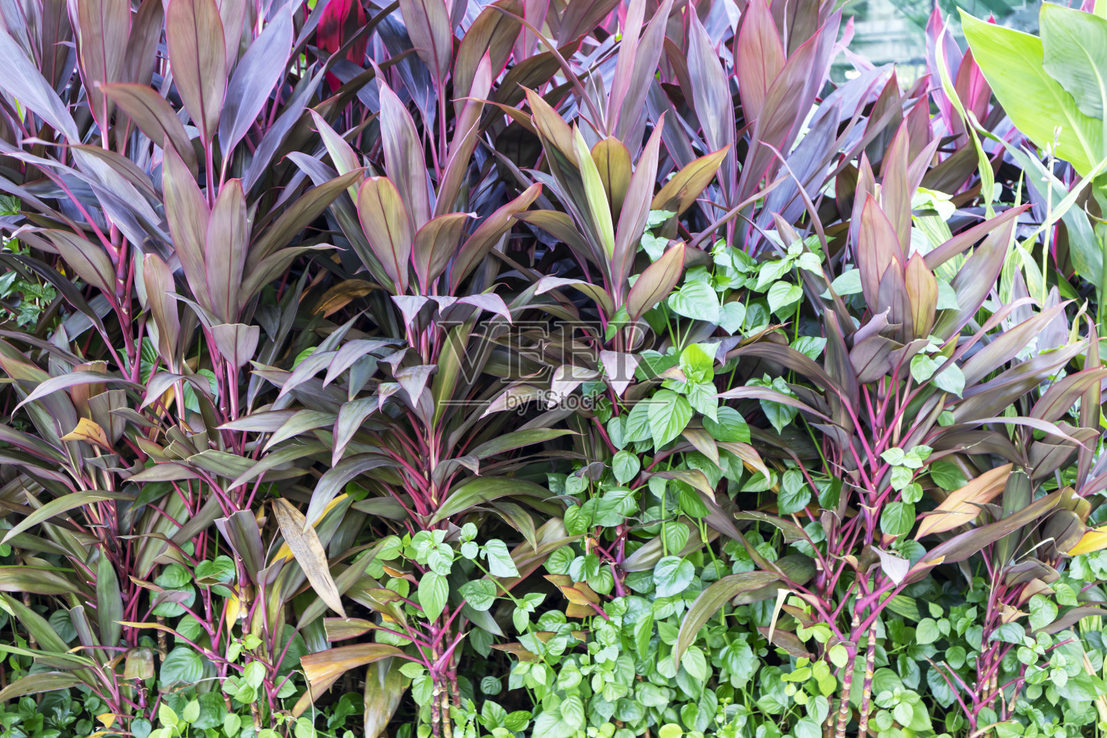 绿色的植物叶子，花园里的绿叶照片摄影图片
