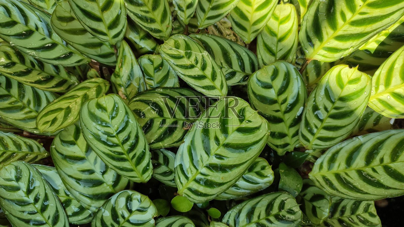 自然背景照片摄影图片