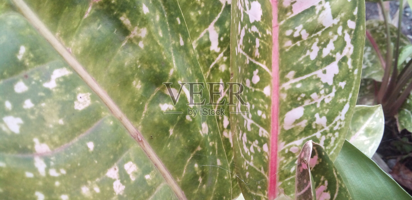 审美的叶子照片摄影图片