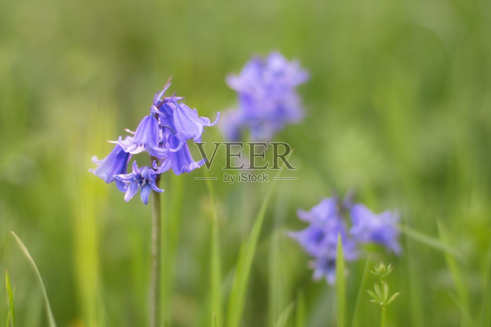 英国风信子(Hyacinthoides非scripta)在模糊背景下的特写照片摄影图片