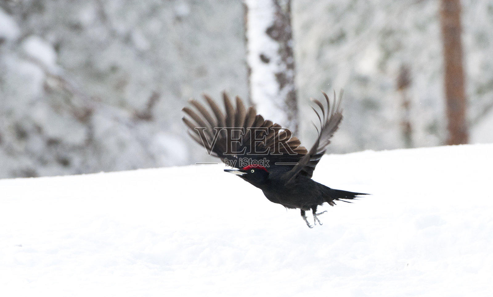 黑啄木鸟，Dryocopus martius照片摄影图片