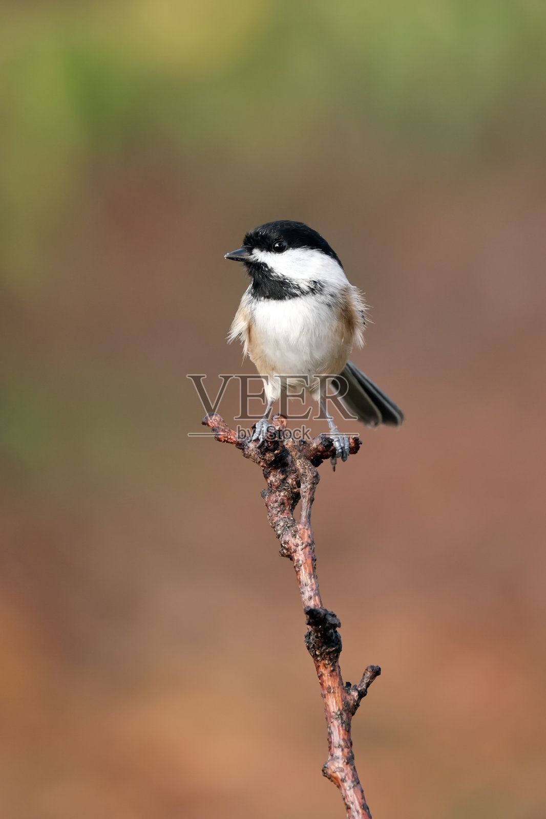 山雀照片摄影图片