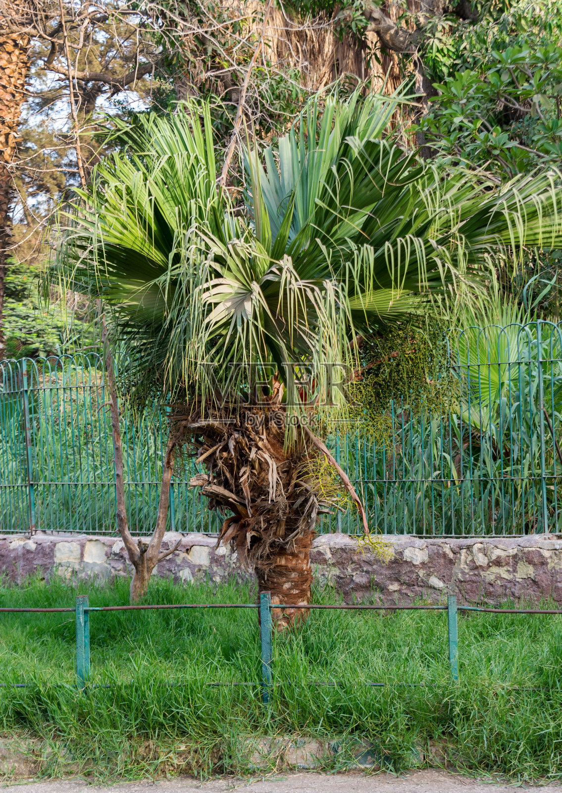 垂直拍摄公园里的一棵小棕榈树。照片摄影图片