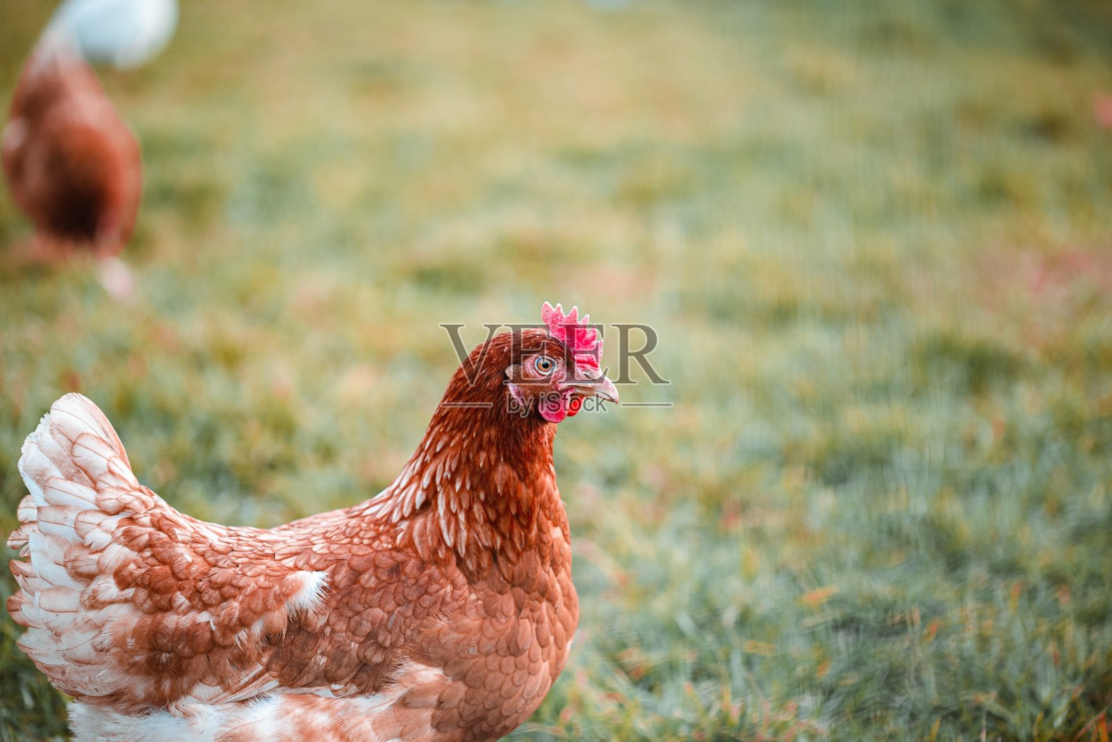 农场草地上的一只鸡的选择性聚焦镜头照片摄影图片