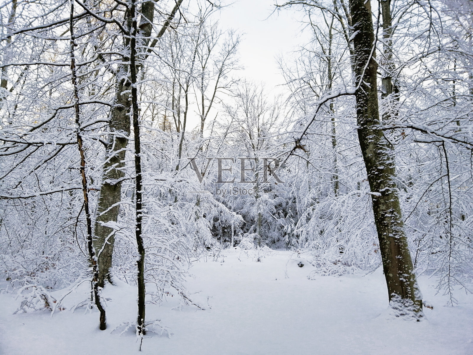 挪威拉尔维克，阳光下被树木覆盖的森林照片摄影图片