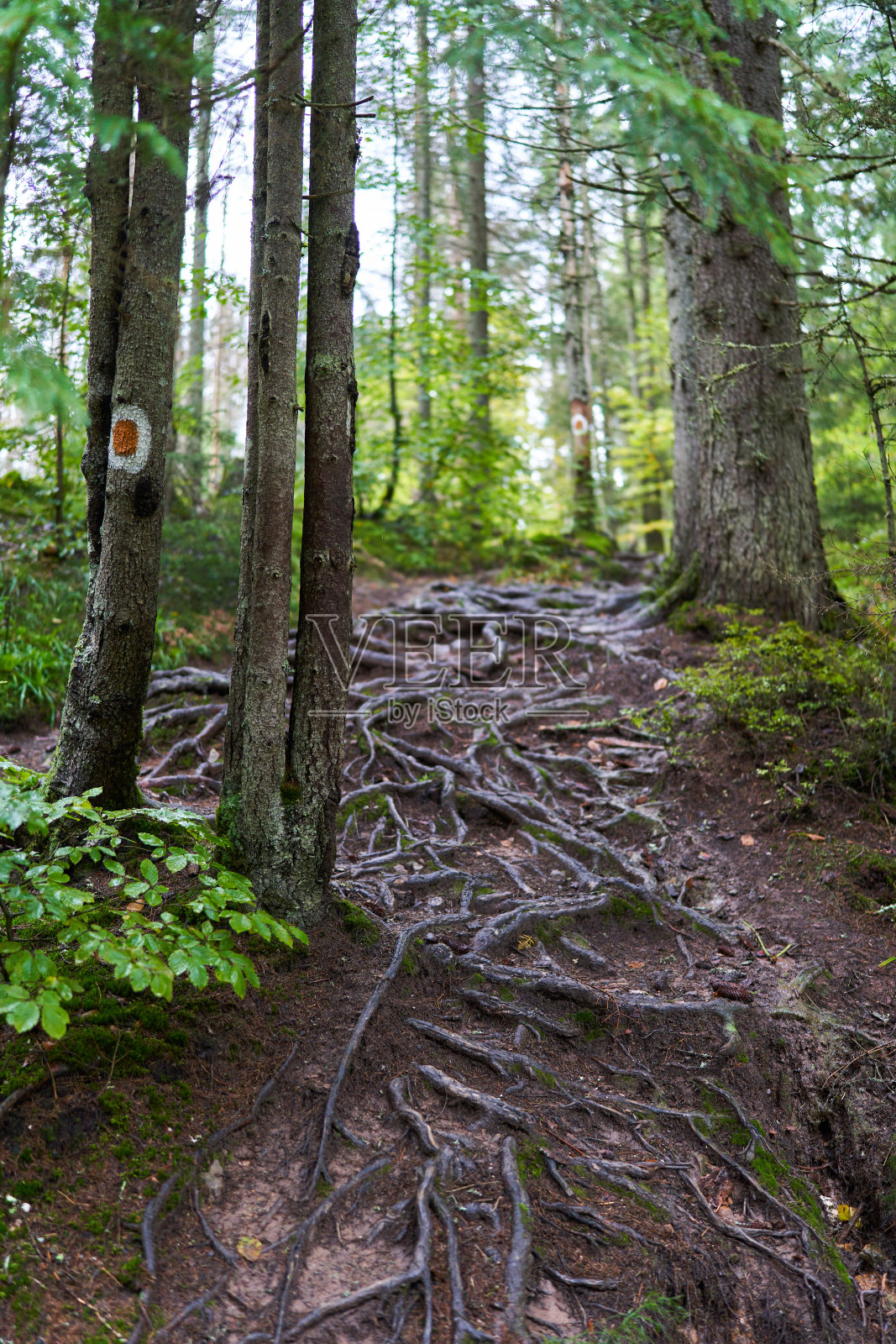 树根景观照片摄影图片