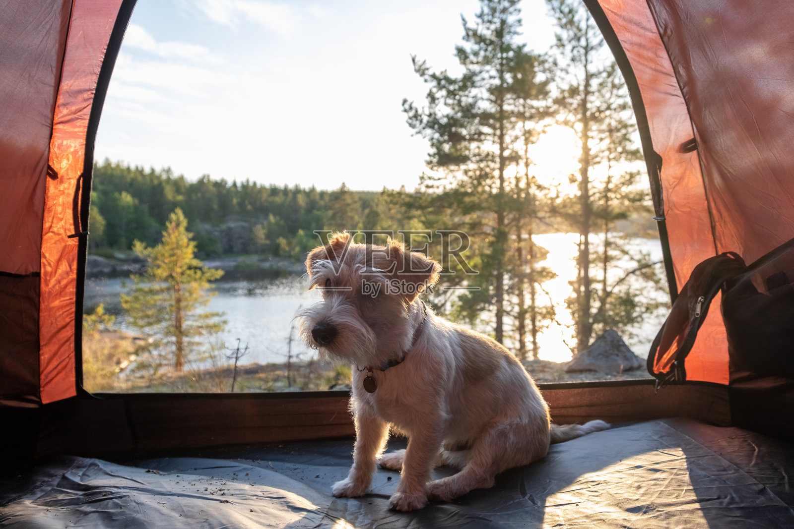 湖边帐篷里的狗照片摄影图片