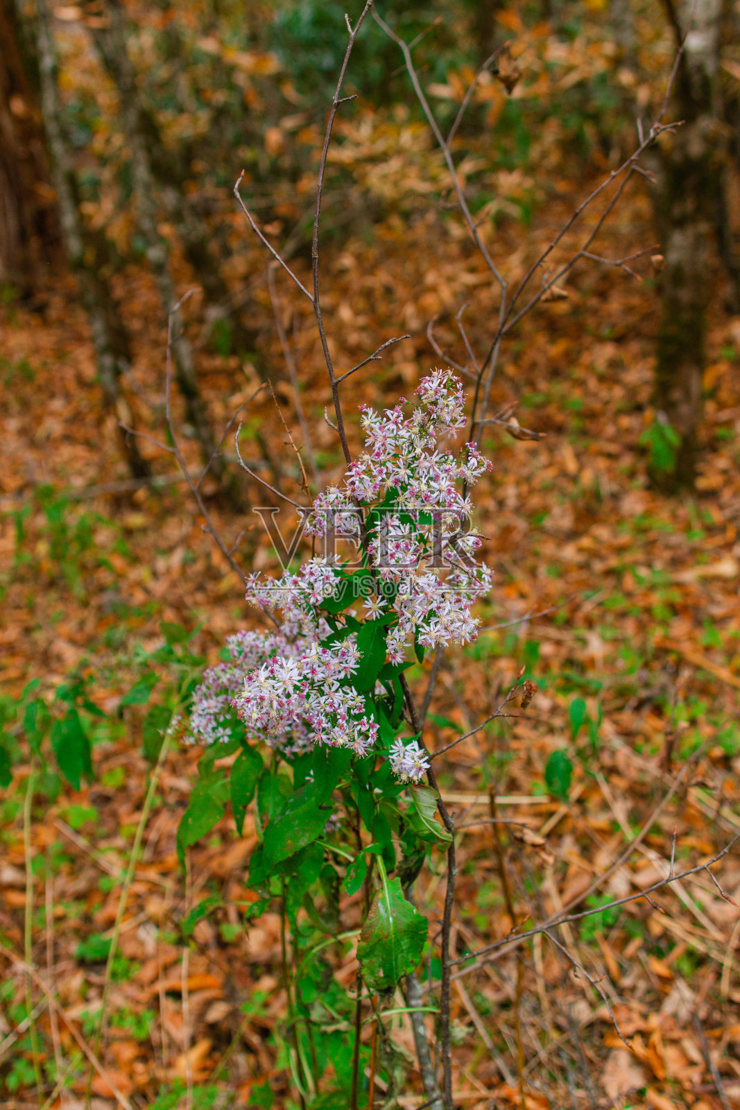 五颜六色的秋天树木和田纳西州的山景在2022年的秋天照片摄影图片
