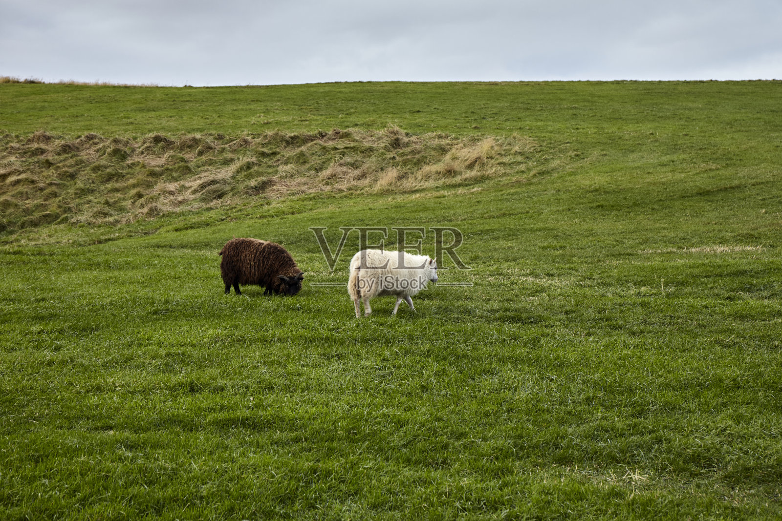 冰岛北部的冰岛羊照片摄影图片