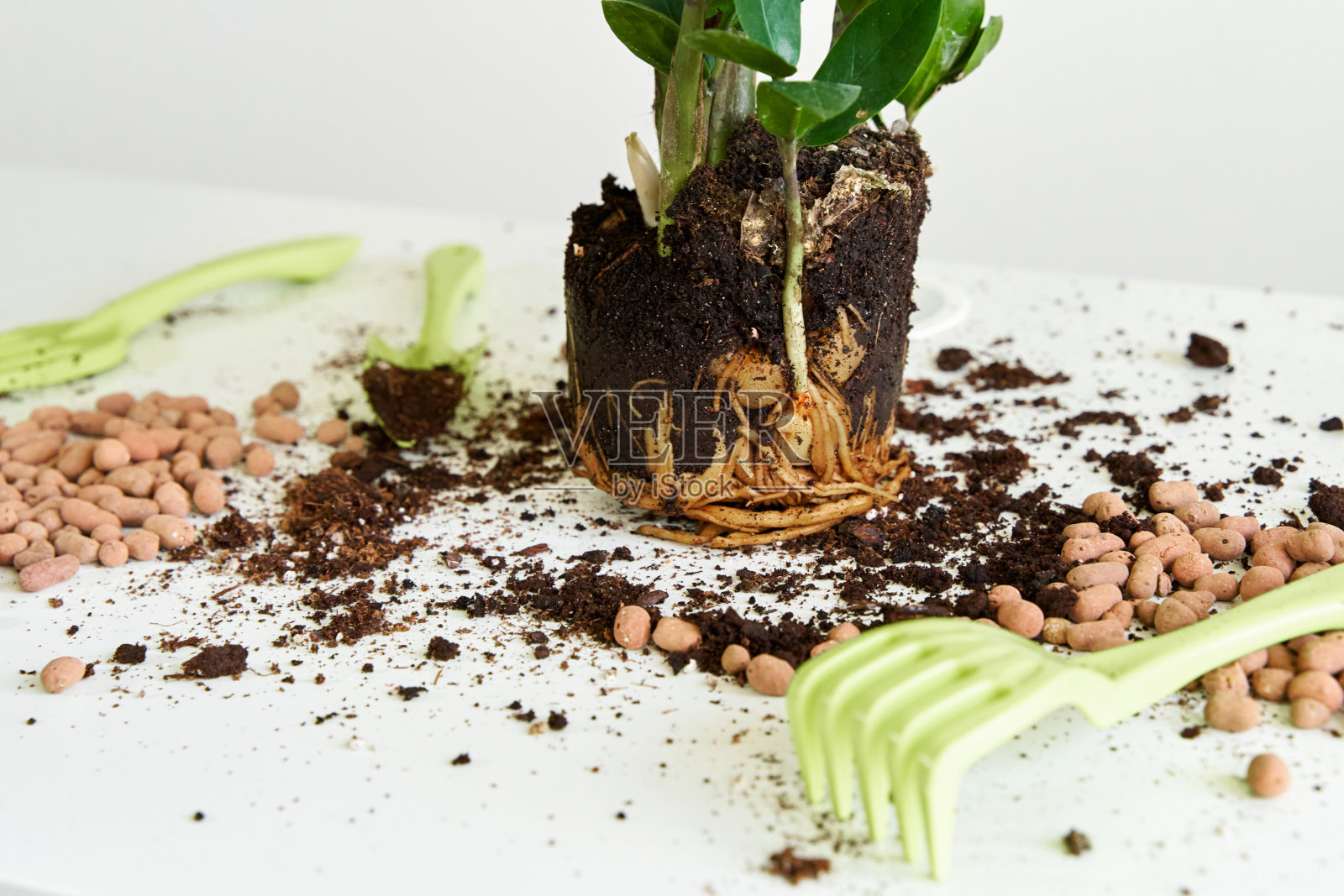 家里的花已经长大了，需要移植到一个大花盆里照片摄影图片