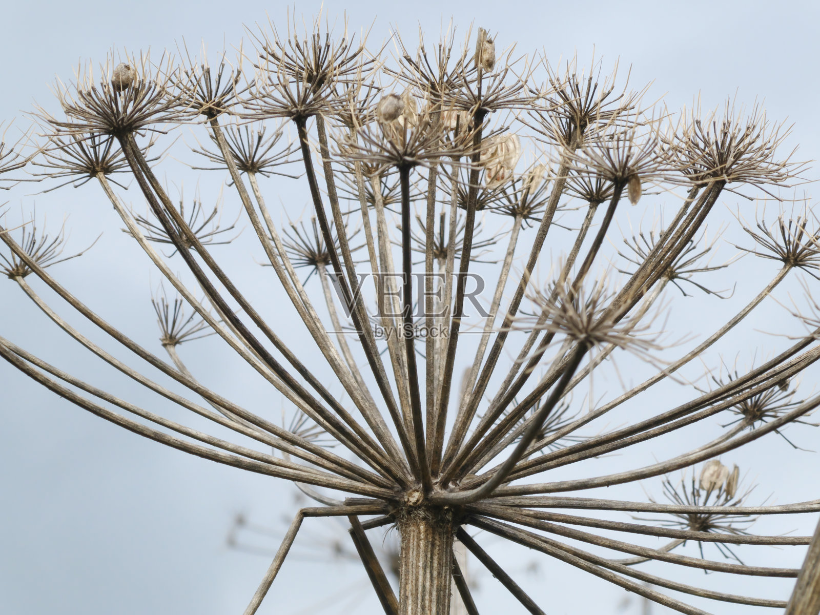 多云天空下的巨型大猪草伞形花序照片摄影图片