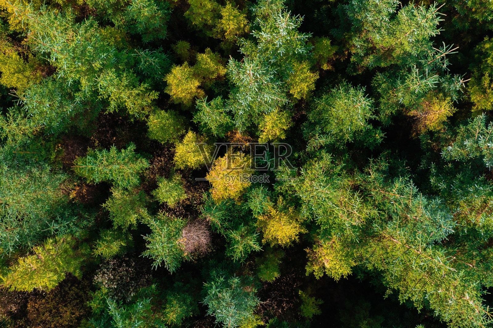 鸟瞰苏格兰乡村的云杉林照片摄影图片