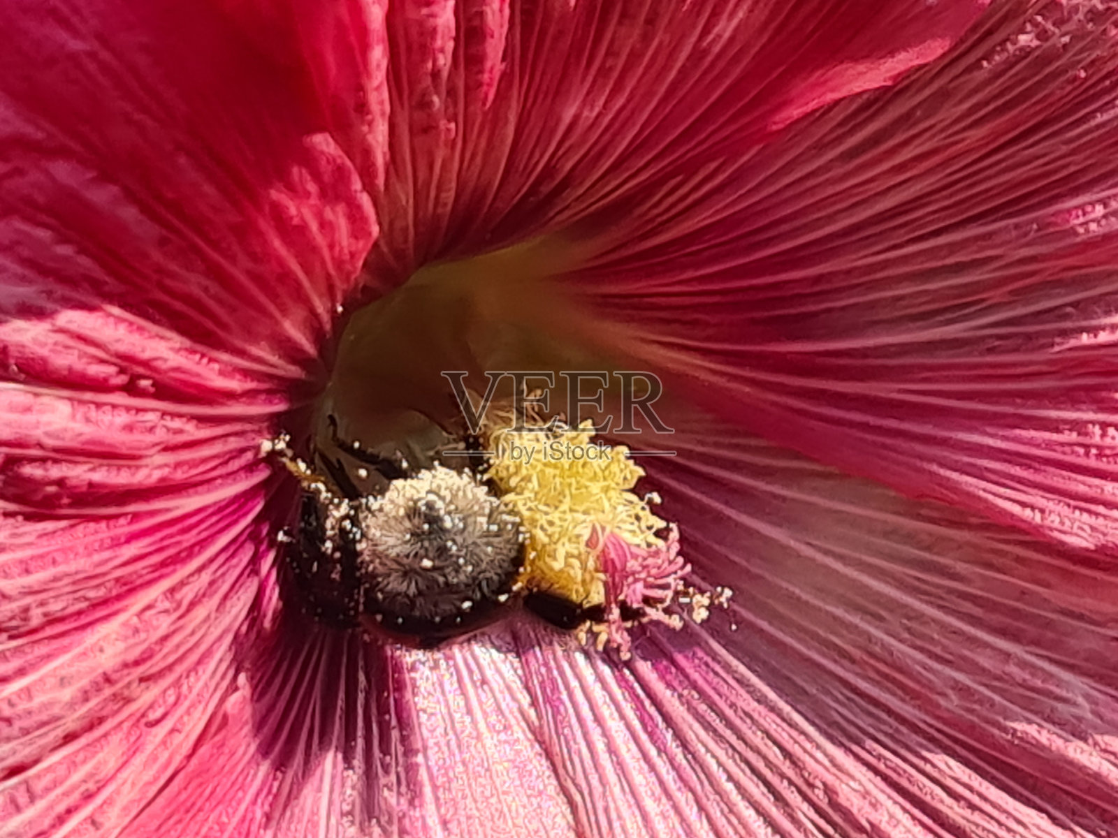 天空中一朵鲜红的玫瑰，一枝蜀葵照片摄影图片