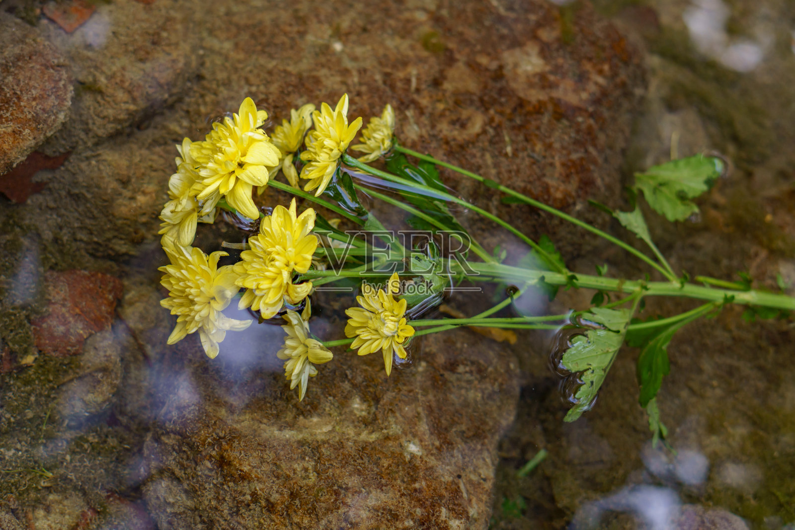 扔进水流中的花照片摄影图片