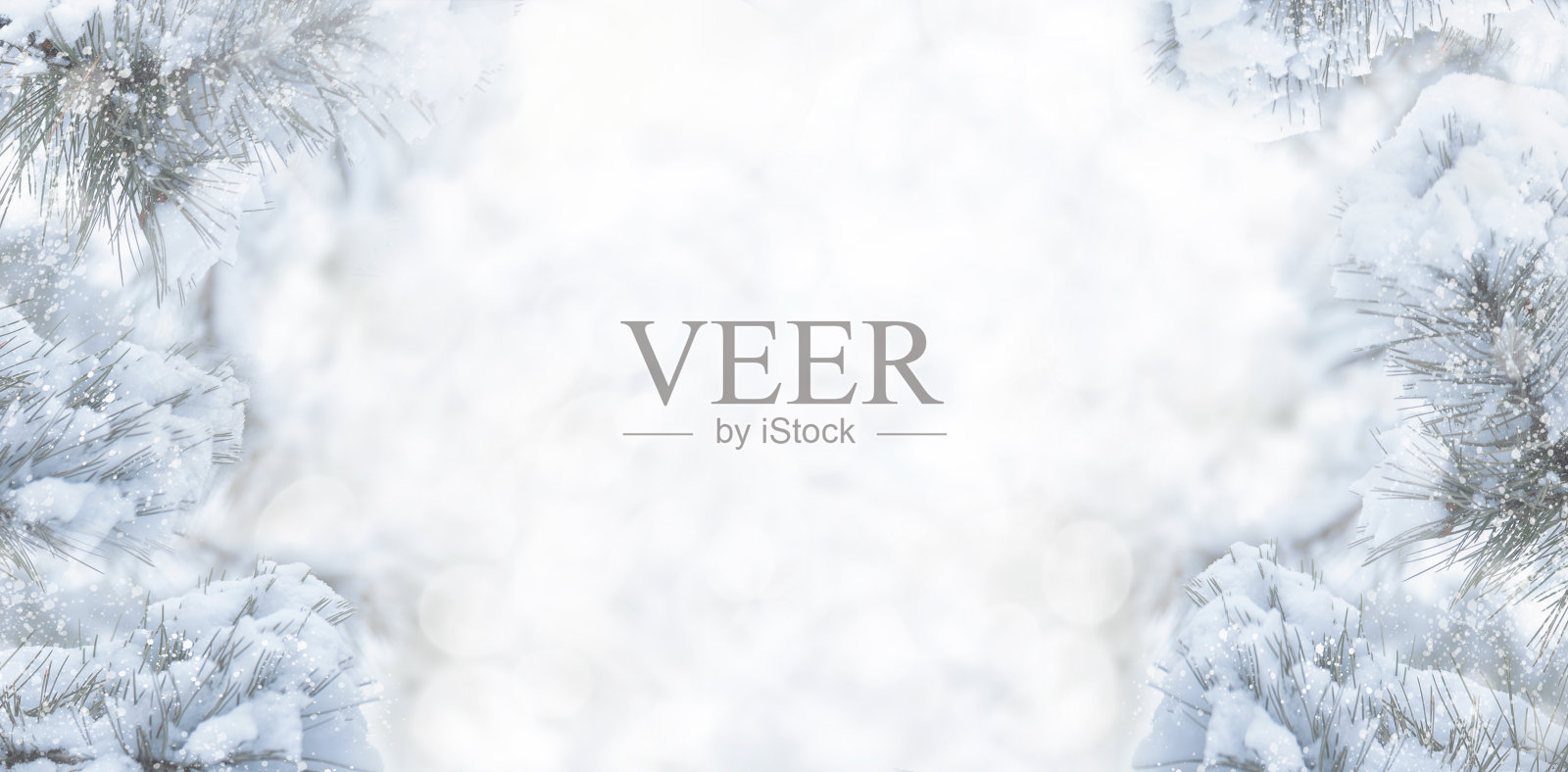 圣诞贺卡。白雪覆盖的杉树枝在白色的节日背景照片摄影图片