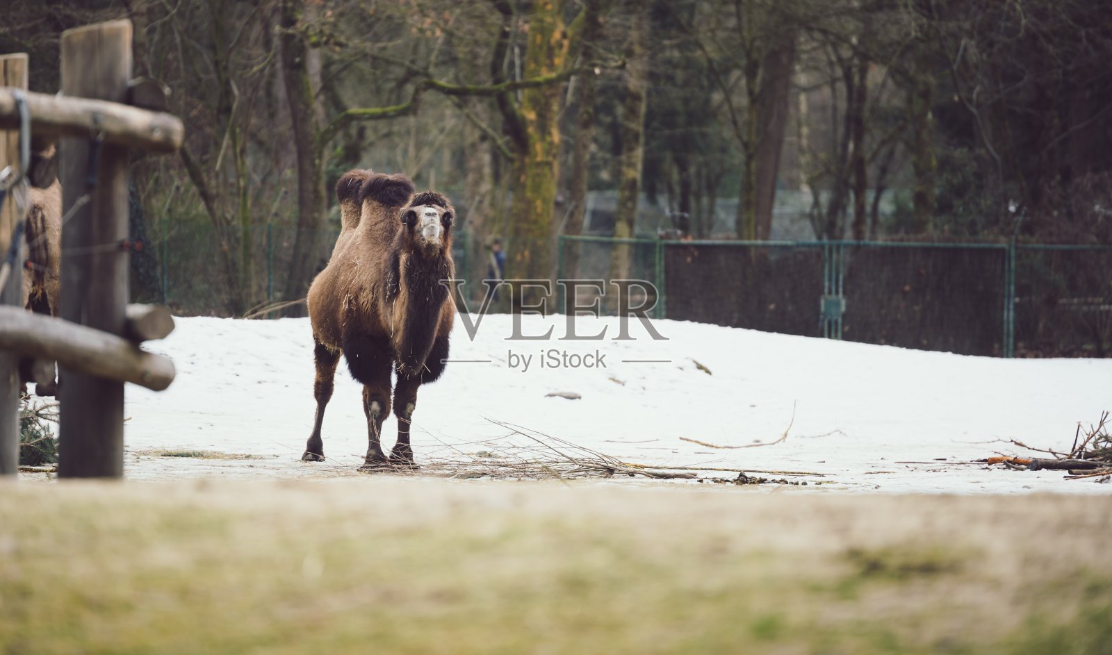 毛茸茸的双峰驼走在积雪覆盖的地面上照片摄影图片