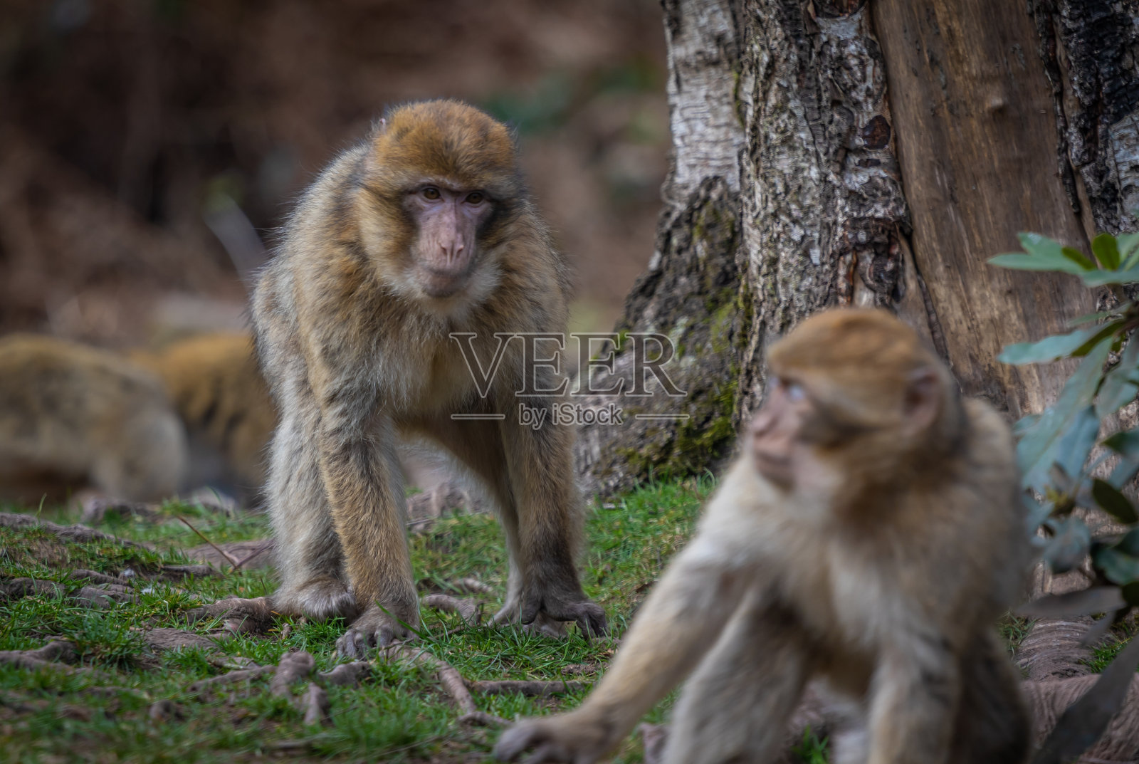 巴巴里猕猴的战斗游戏照片摄影图片