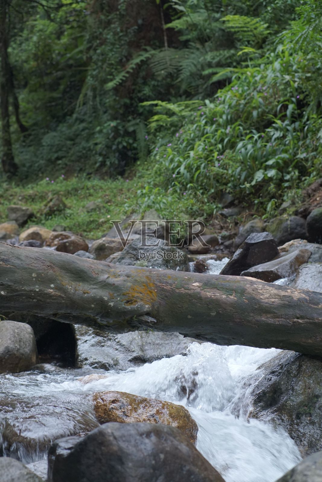 垂直拍摄河流穿过森林中的岩石照片摄影图片