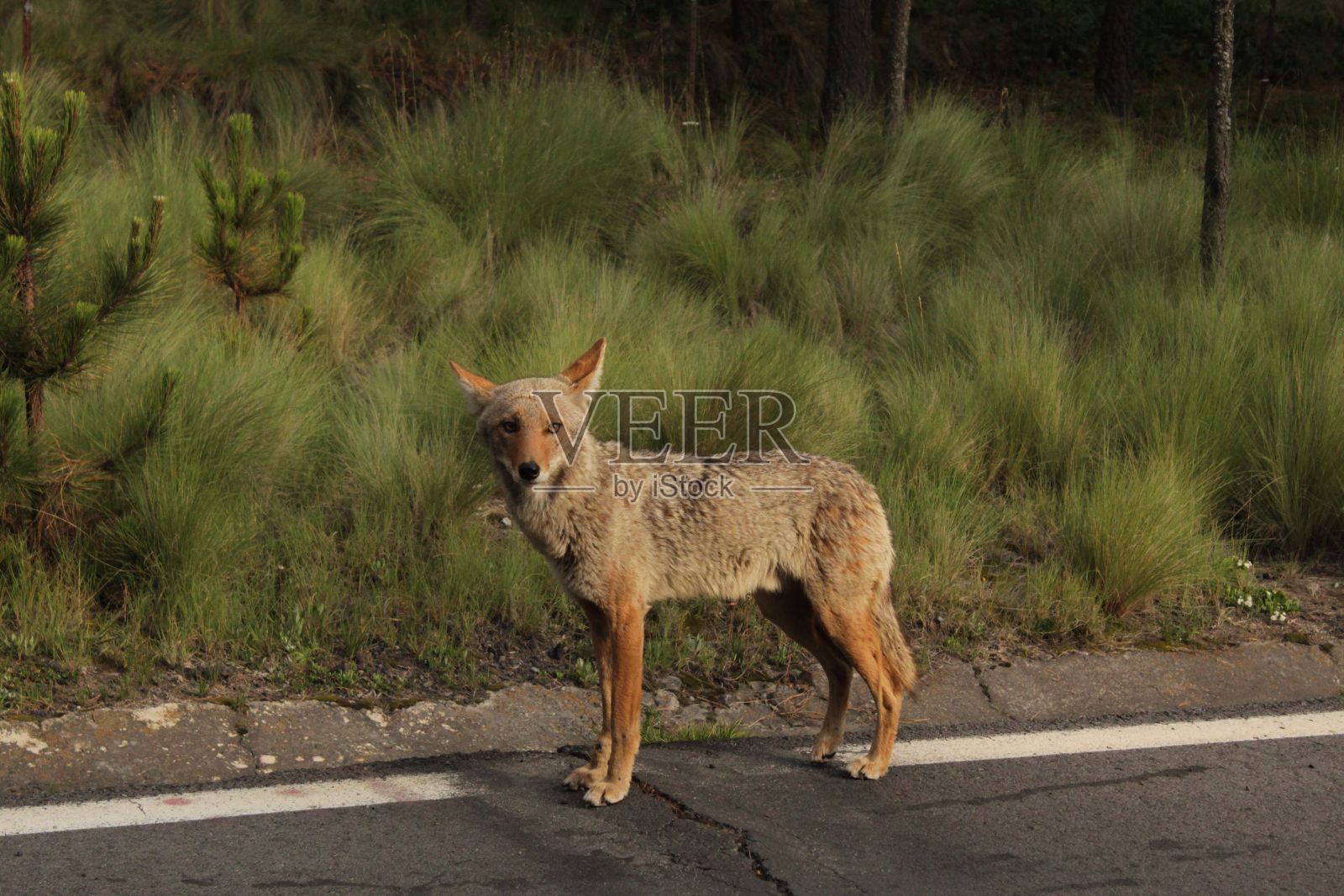 森林附近一只美洲豺的特写镜头照片摄影图片