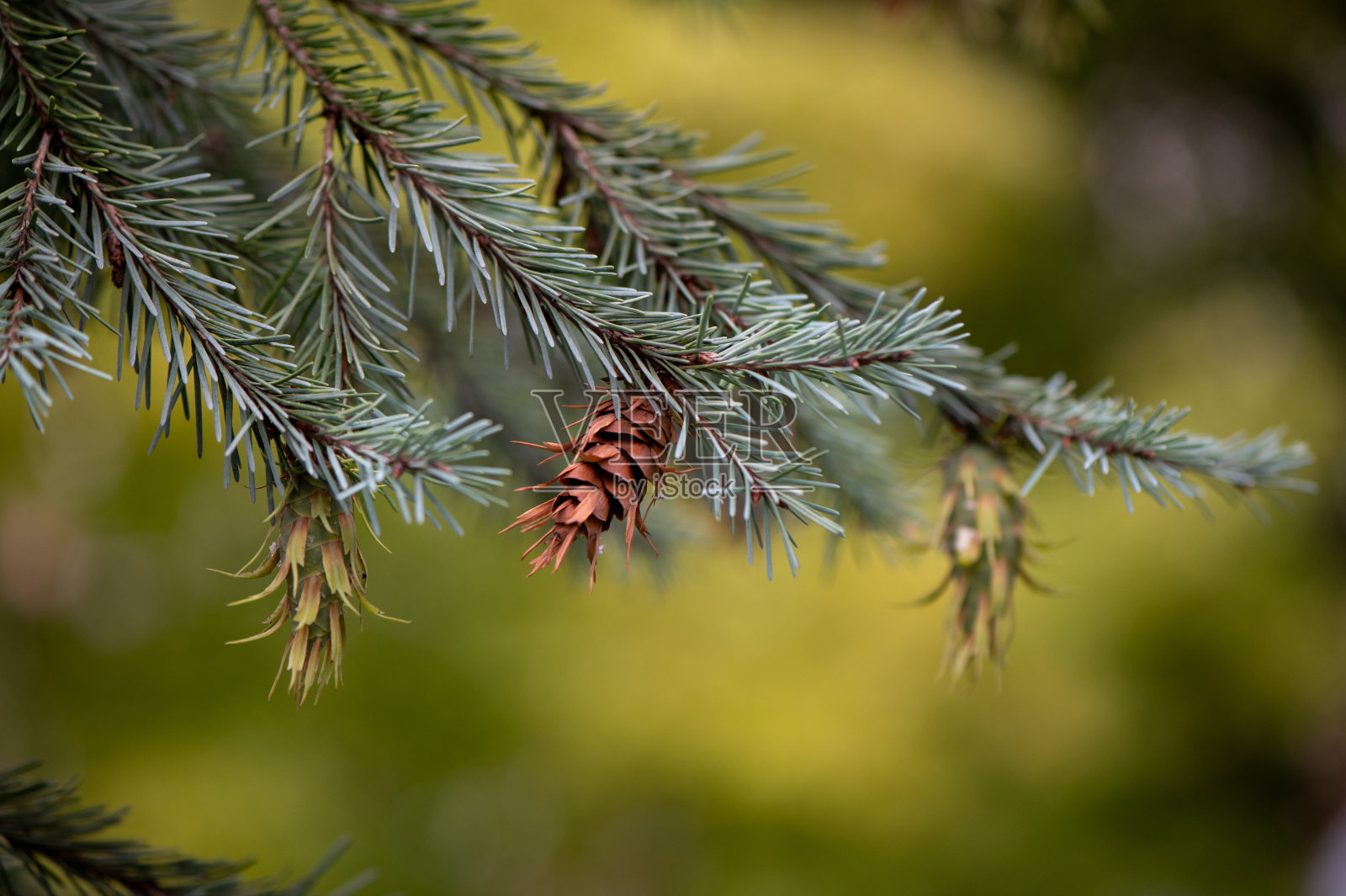 冷杉分支背景照片摄影图片