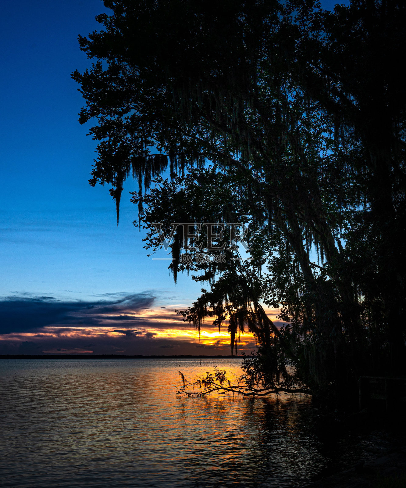 夕阳下的大海和树木的垂直镜头照片摄影图片