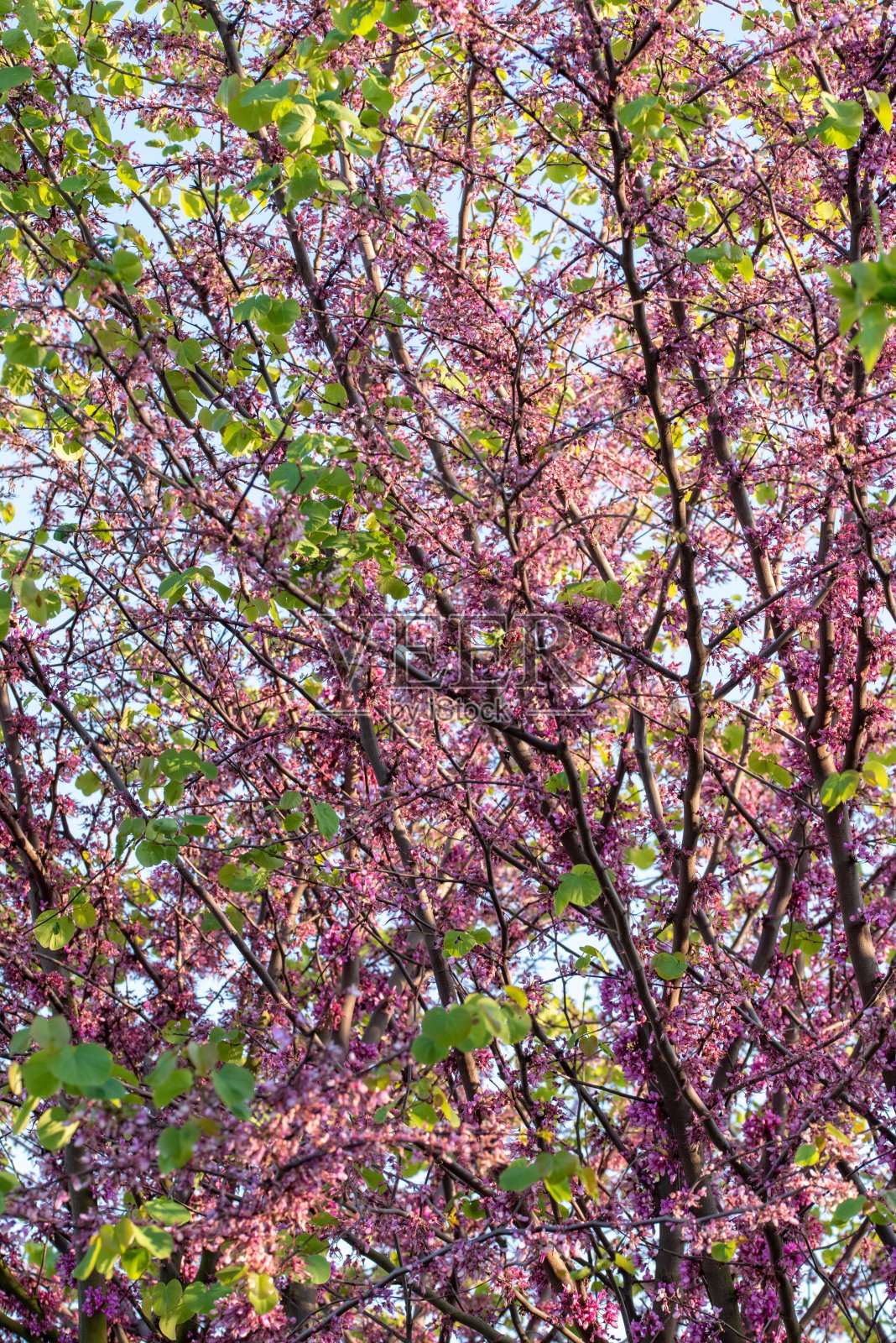 垂直拍摄一棵盛开着美丽樱花的树照片摄影图片