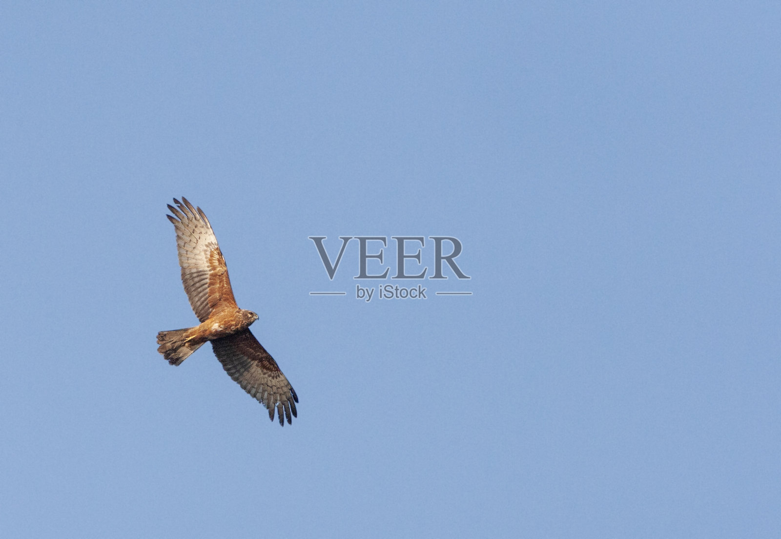 东部沼泽鹞马戏团照片摄影图片