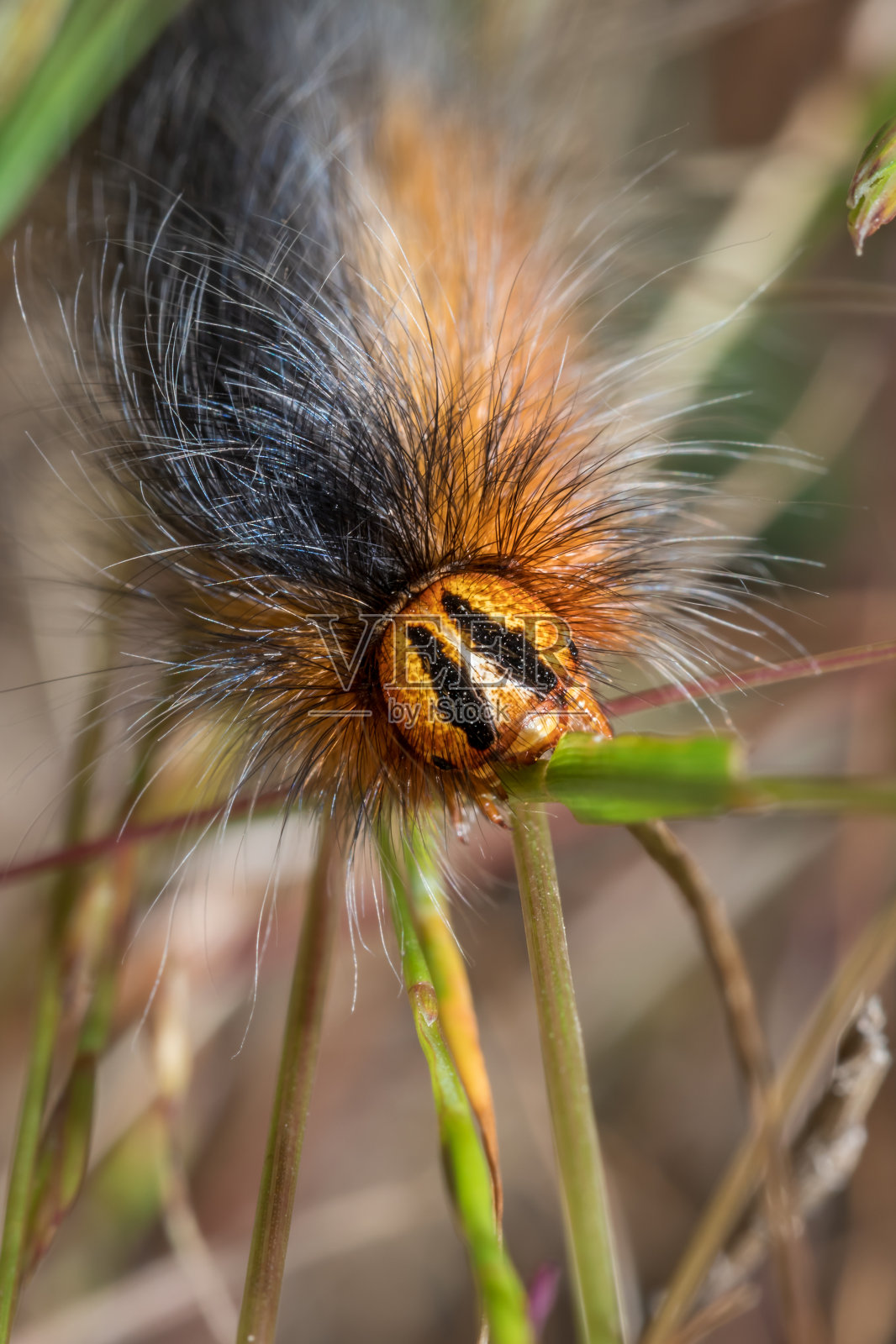 橙色和黑色，山地白斑毛虫(Mesocelis monticola)，开普敦，南非照片摄影图片