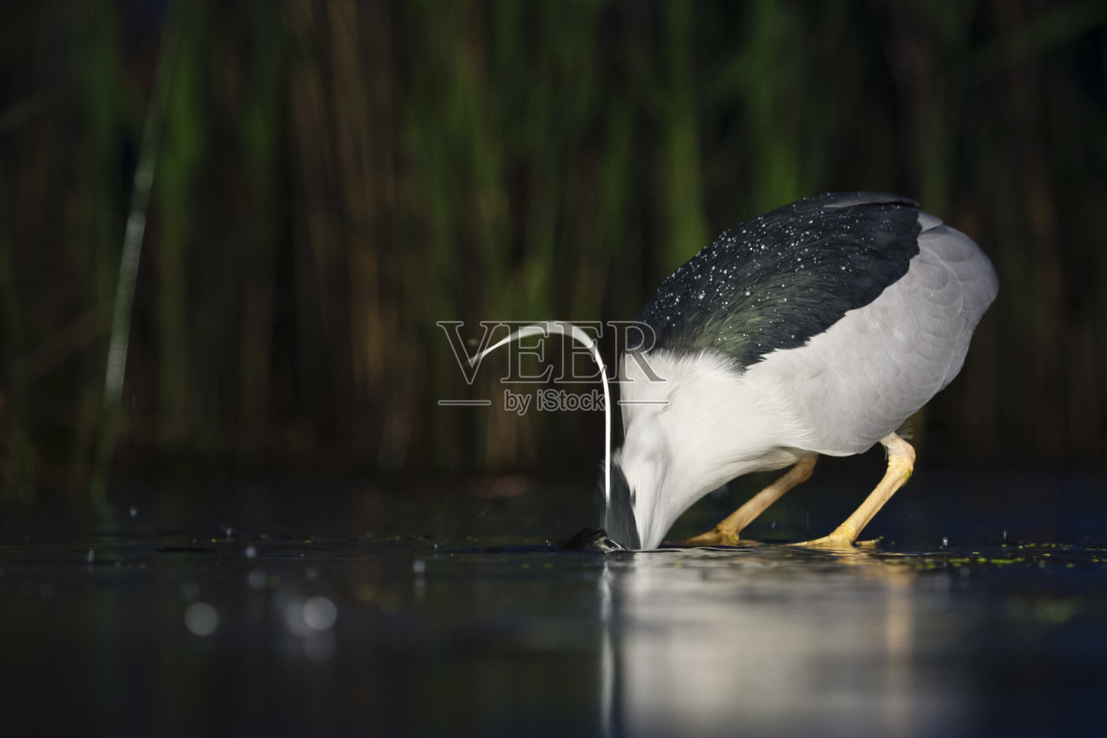 夸克，黑冠夜鹭，夜鹭照片摄影图片
