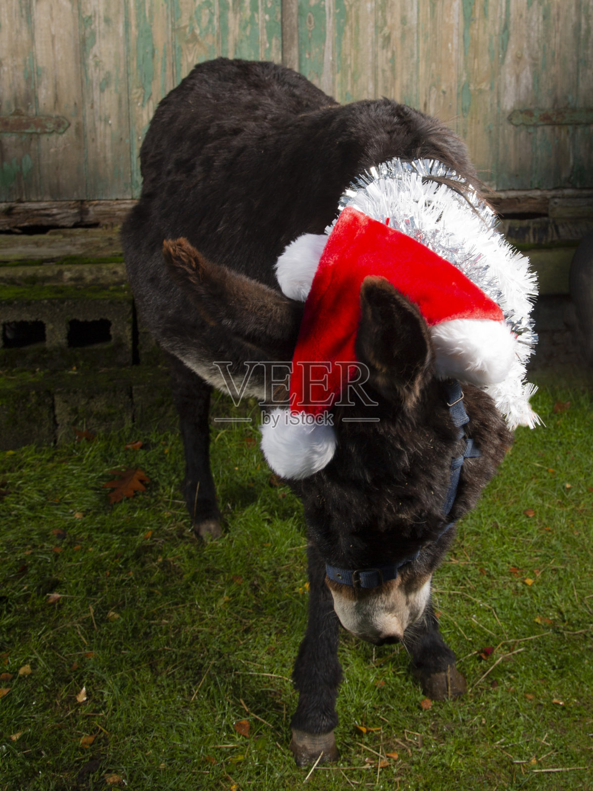 小深棕色圣诞驴子。照片摄影图片