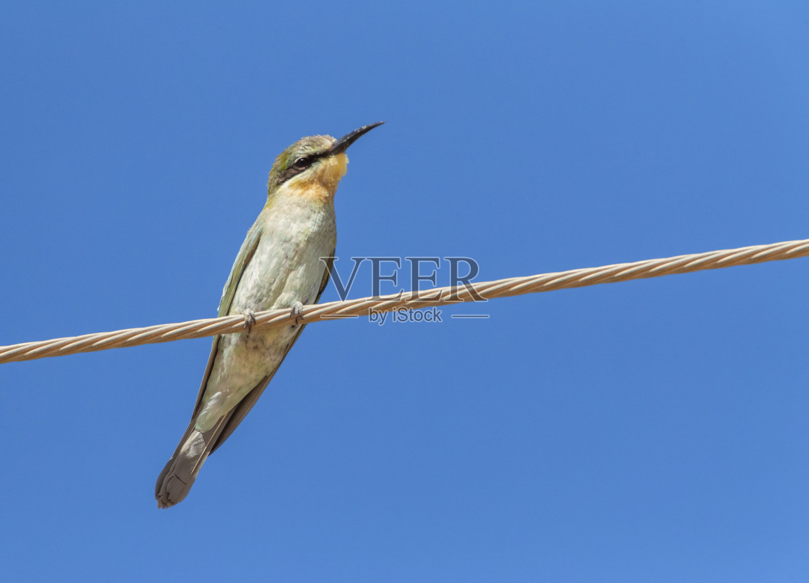 非洲蓝颊食蜂鸟，非洲蓝颊食蜂鸟照片摄影图片