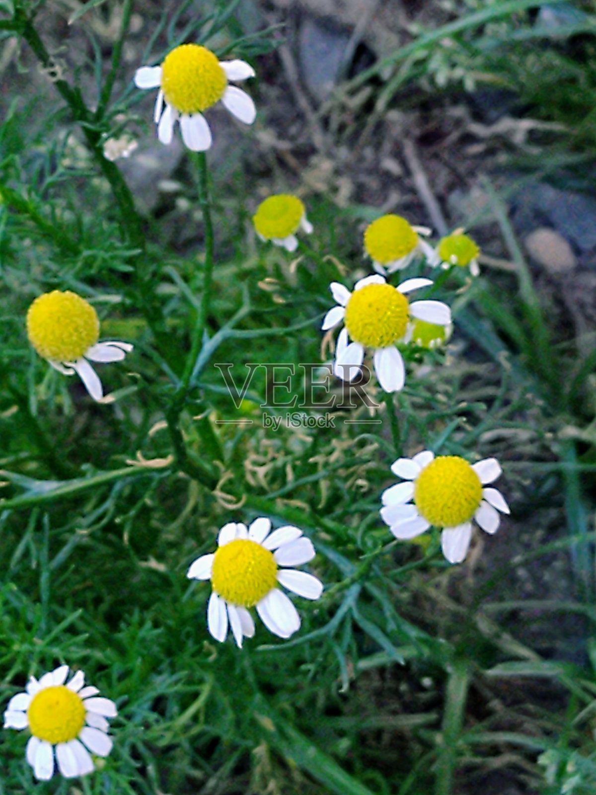 洋甘菊照片摄影图片