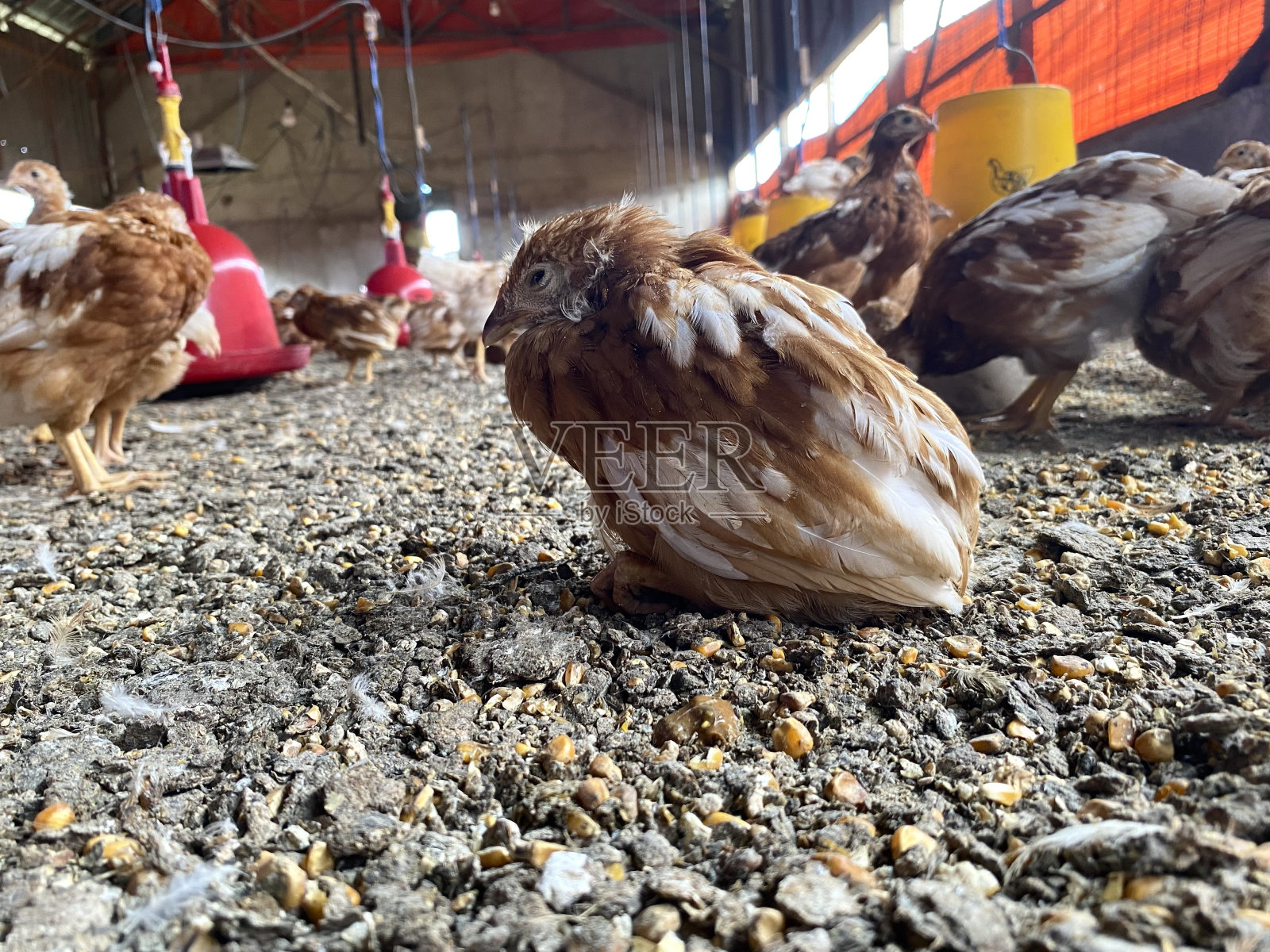 鸡球虫病，家禽健康和疾病问题的概念形象。美丽，优雅的设计为产品推广，小册子，传单，研讨会海报，ppt封面。照片摄影图片