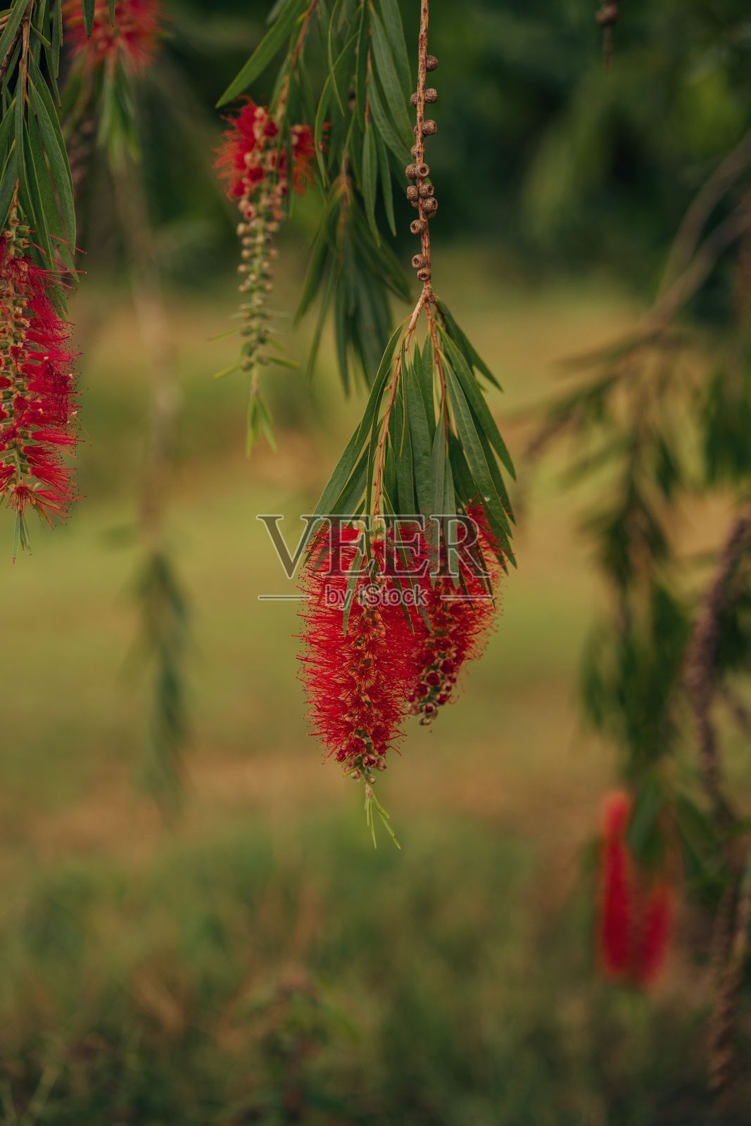 垂直和选择性拍摄的美丽的红色格列梅(蜘蛛花)原产于澳大利亚照片摄影图片