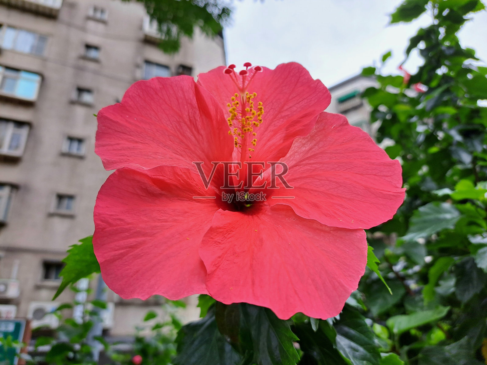 芙蓉花照片摄影图片