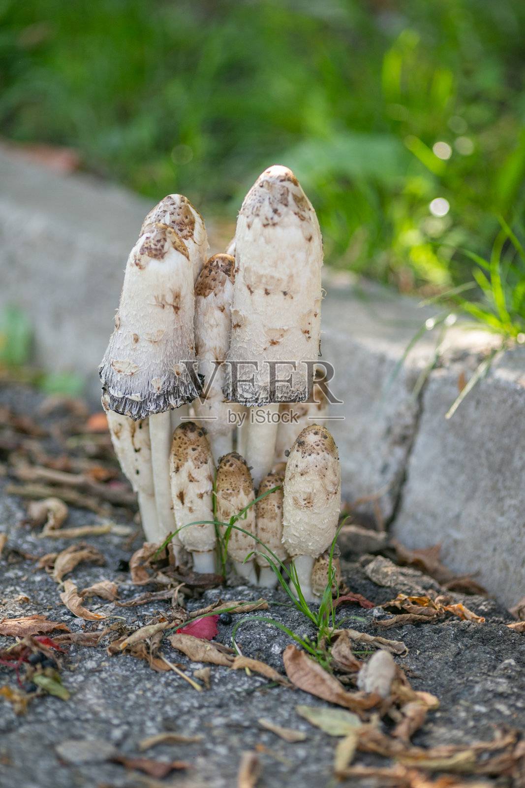 路边的毒菌蘑菇照片摄影图片