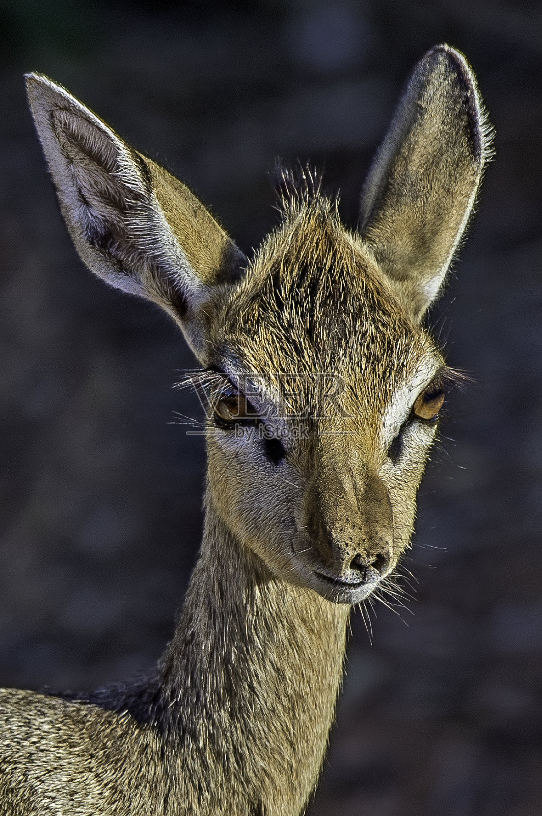 柯克的迪克迪克(Madoqua kirkii)是一种小羚羊，发现于非洲东部和西南部。肯尼亚桑布鲁国家保护区。近距离。照片摄影图片