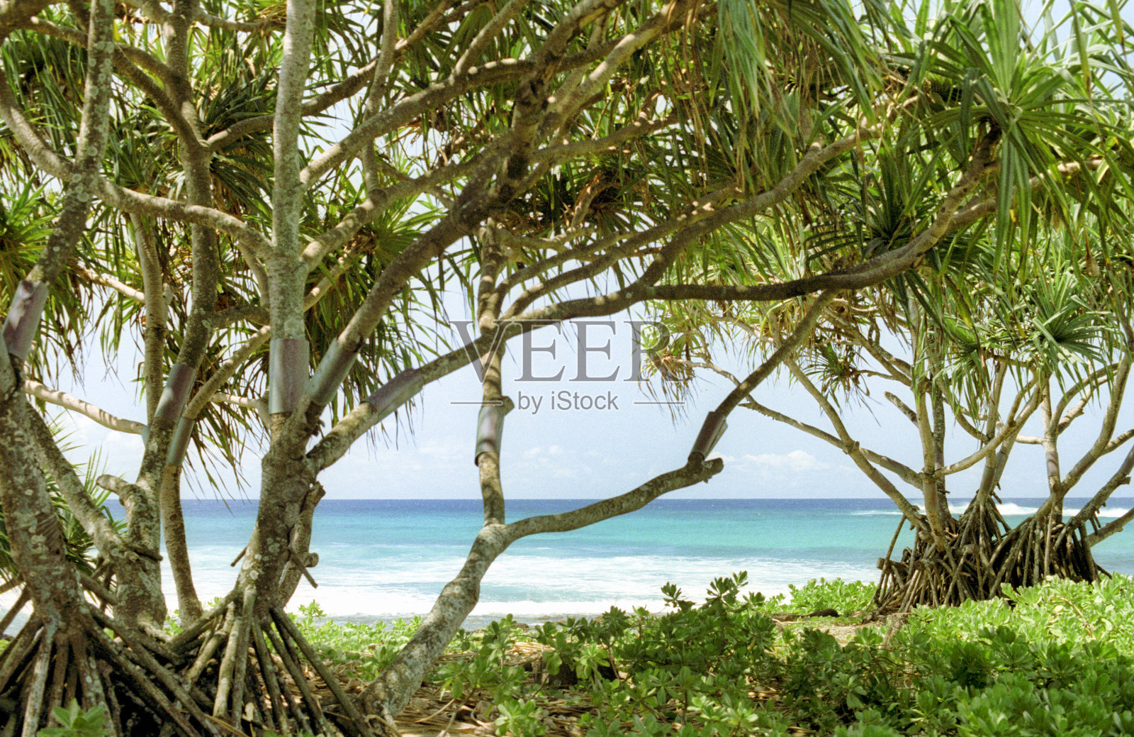 热带岛屿树叶照片摄影图片