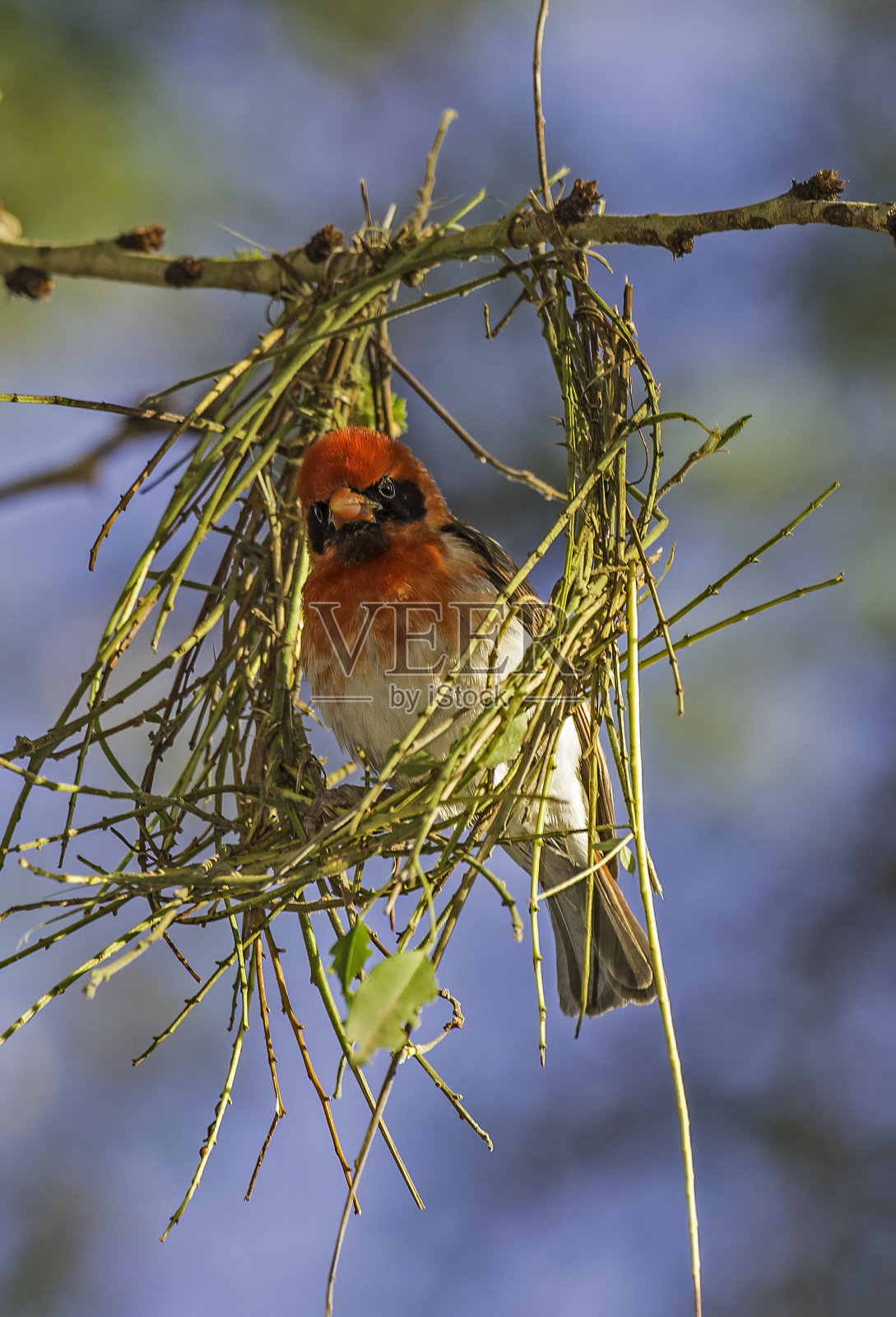 红头织布鸟在肯尼亚莱基皮亚县Ol Pejeta保护区筑巢照片摄影图片