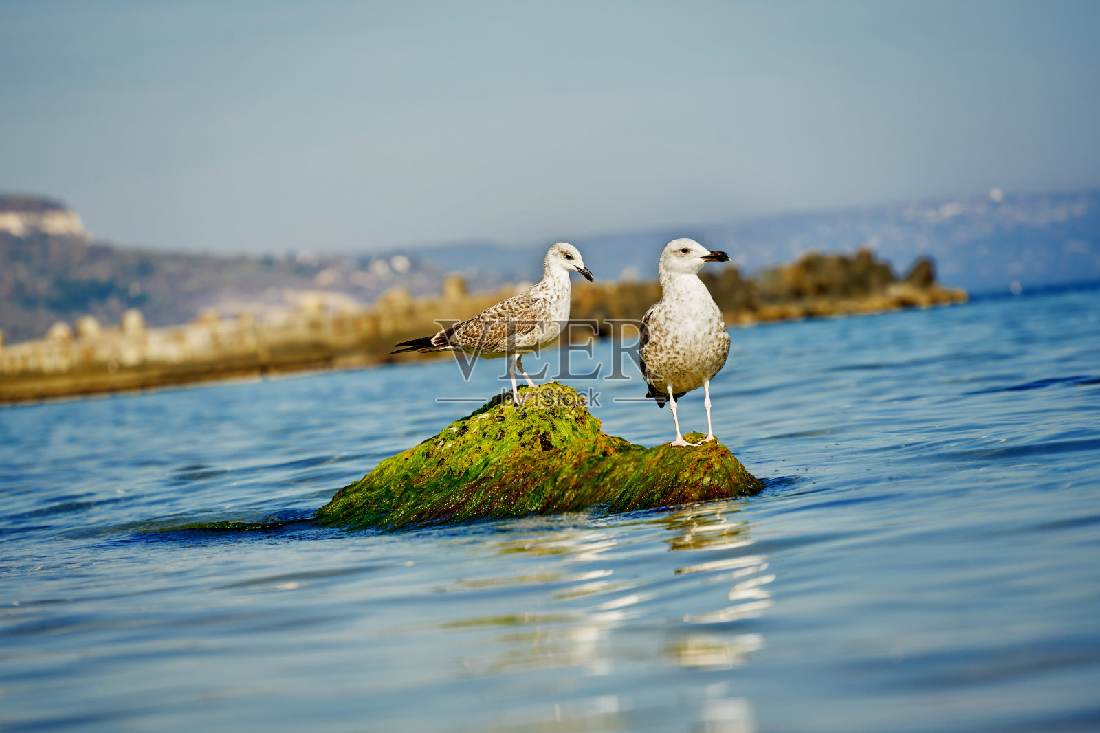 两只小海鸥栖息在海岩上照片摄影图片