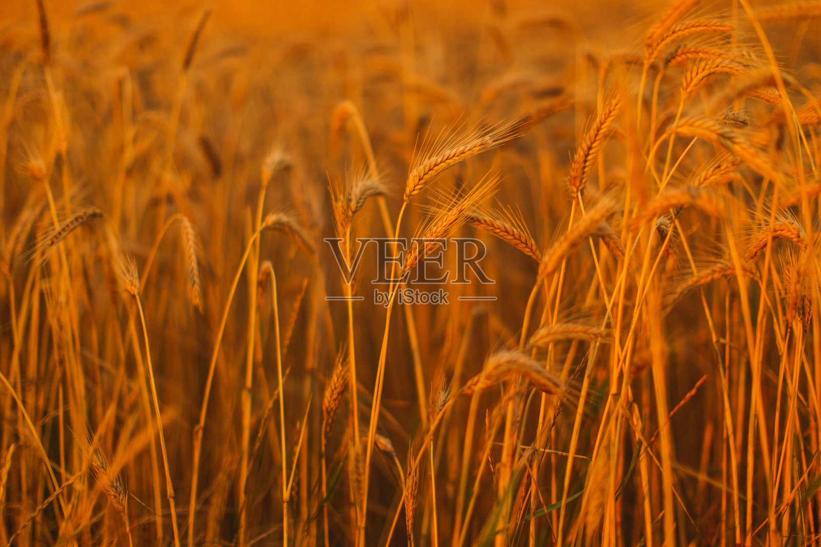 小麦在字段。农场。可持续发展。收成。成熟的黑麦。农业照片摄影图片